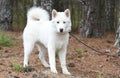 White Siberian Husky puppy dog with one blue eye outside on leash Royalty Free Stock Photo