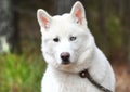 White Siberian Husky puppy dog with one blue eye outside on leash Royalty Free Stock Photo