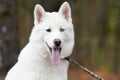 White Siberian Husky puppy dog with one blue eye outside on leash Royalty Free Stock Photo