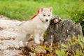 White Siberian Husky puppy outdoor