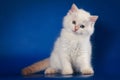 White Siberian kitten