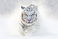 White Tiger hunting prey in snow