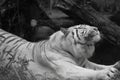 White siberian tiger stretching