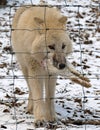 White siberian wolf with a rabbit in its mouth