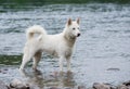 White sibirian huskies in the river Royalty Free Stock Photo