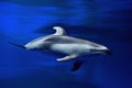 White sided dolphin Royalty Free Stock Photo