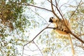 White Sifaka Kirindy Royalty Free Stock Photo