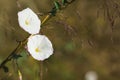 White silence. Flowers.