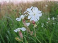 Silene latifolia in the green grass