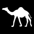 White silhouette of a walking camel on a black background