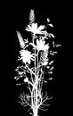 White silhouette of bouquet of daisy flowers and grass Royalty Free Stock Photo
