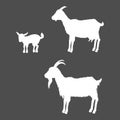 White Silhouettes of Goats