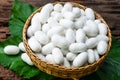 White silk cocoon Royalty Free Stock Photo