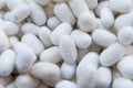 White silk cocoon Royalty Free Stock Photo