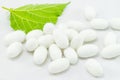 White silk cocoon Royalty Free Stock Photo