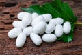 White silk cocoon Royalty Free Stock Photo