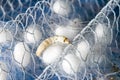 White silk cocoon Royalty Free Stock Photo