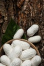 White silk cocoons with wooden bowl and mulberry leaf on tree bark, top view