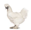 White Silkie, 6 months old, standing Royalty Free Stock Photo