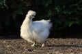 A white Silkie bantam hen with blue earlobes, running free Royalty Free Stock Photo