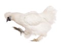 White Silkie chicken, 6 months old, standing Royalty Free Stock Photo