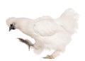 White Silkie chicken, 6 months old, standing