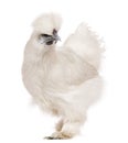 White Silkie chicken, 6 months old, standing Royalty Free Stock Photo