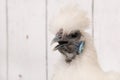 White Silkie chicken in henhouse Royalty Free Stock Photo