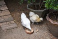 White silkie chicken or Silky eating feed food in farm Royalty Free Stock Photo