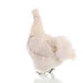 White Silkie Royalty Free Stock Photo