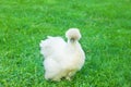 White Silkie Hen