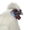 White Silkie Hen isolated on white