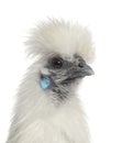 White Silkie Hen isolated on white