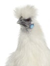 White Silkie Hen isolated on white