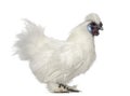 White Silkie Hen stand up and isolated on white Royalty Free Stock Photo