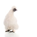 White Silkie