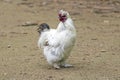 White silkie rooster looking left Royalty Free Stock Photo