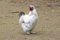 White silkie rooster looking left