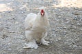 The white  Silky Chicken is cute and beautiful hen in garden at thailand Royalty Free Stock Photo