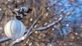 White with silver decorative Christmas ball on snow-covered tree branch on sunny afternoon in woods against blue sky. Copy space Royalty Free Stock Photo
