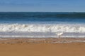 White Silver Gull waterbird walking along the Torquay beach on t