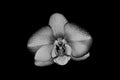 White silver orchid flower on black background Royalty Free Stock Photo