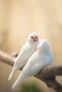 White and Silver saprrow finches bird perching on branch