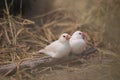 White and Silver saprrow finches bird perching on branch