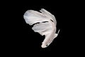 White-Silver Siamese fighting fish, betta fish on black background. Royalty Free Stock Photo