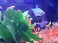 Silver fish in the aquarium With green leaf background White coral mixed with orange.