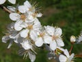 Plum tree blooms in spring, Lithuania Royalty Free Stock Photo