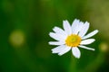 White single chamomile daisy flower on green meadow