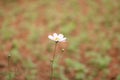 White single cosmos flower on open field , wallpaper Royalty Free Stock Photo