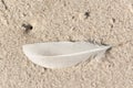 White single feather on a sandy, tropical beach Royalty Free Stock Photo